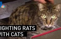 Los-Angeles-City-Hall-Fighting-Rat-Problem-With-Cats-NBCLA