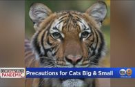 LA Zoo Ups Health Protections After NY Tiger Diagnosed With Coronavirus